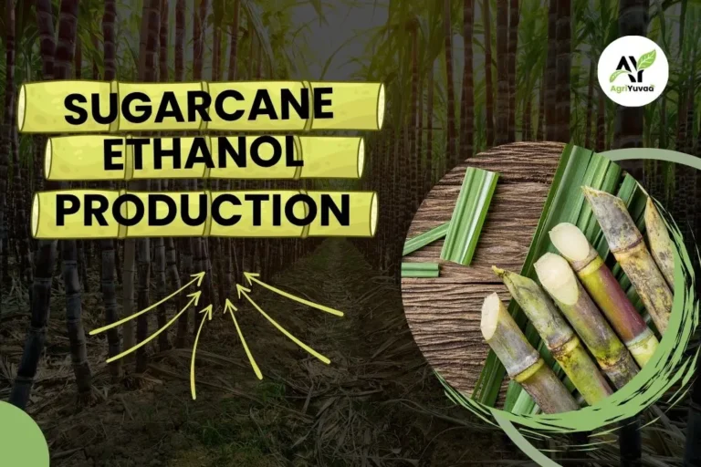 Ethanol Production from Sugarcane
