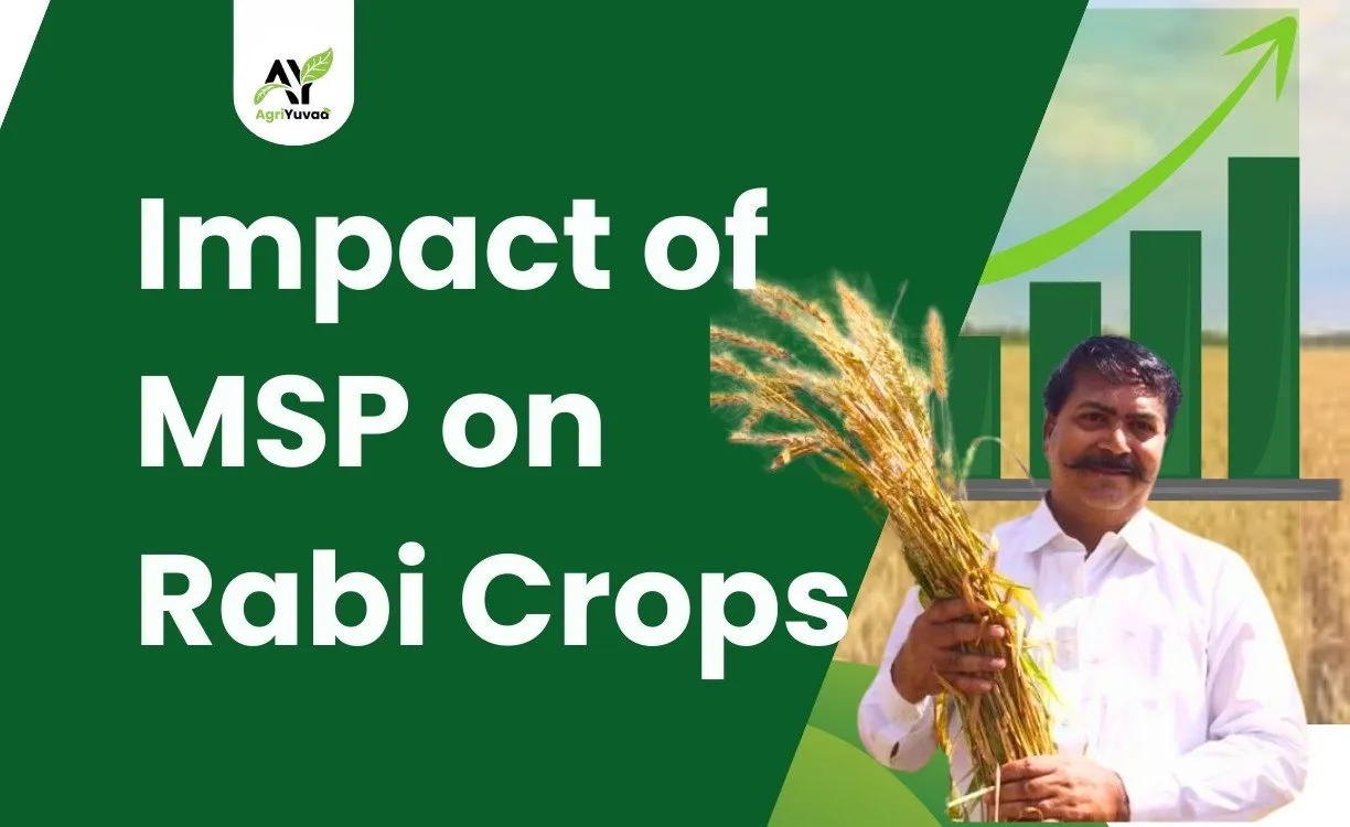Impact-of-MSP-on-Rabi-Crops
