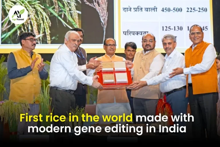 World’s 1st Genome-Edited Rice Varieties Launched