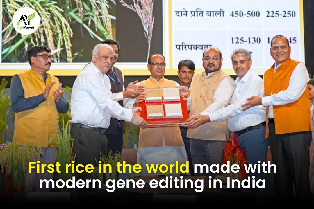 World’s 1st Genome-Edited Rice Varieties Launched