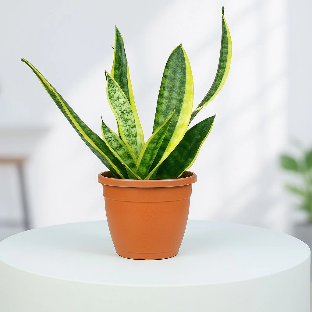 Snake_Plant_Sansevieria_Laurentii